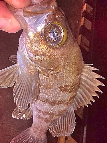 メバルの釣果