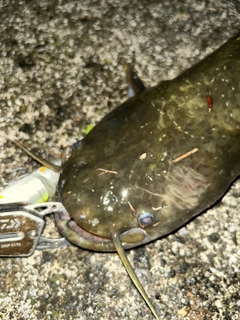 ナマズの釣果