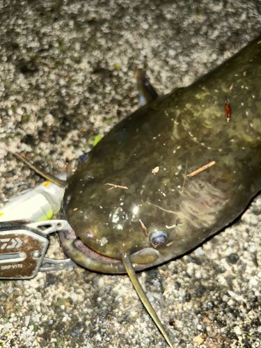 ナマズの釣果