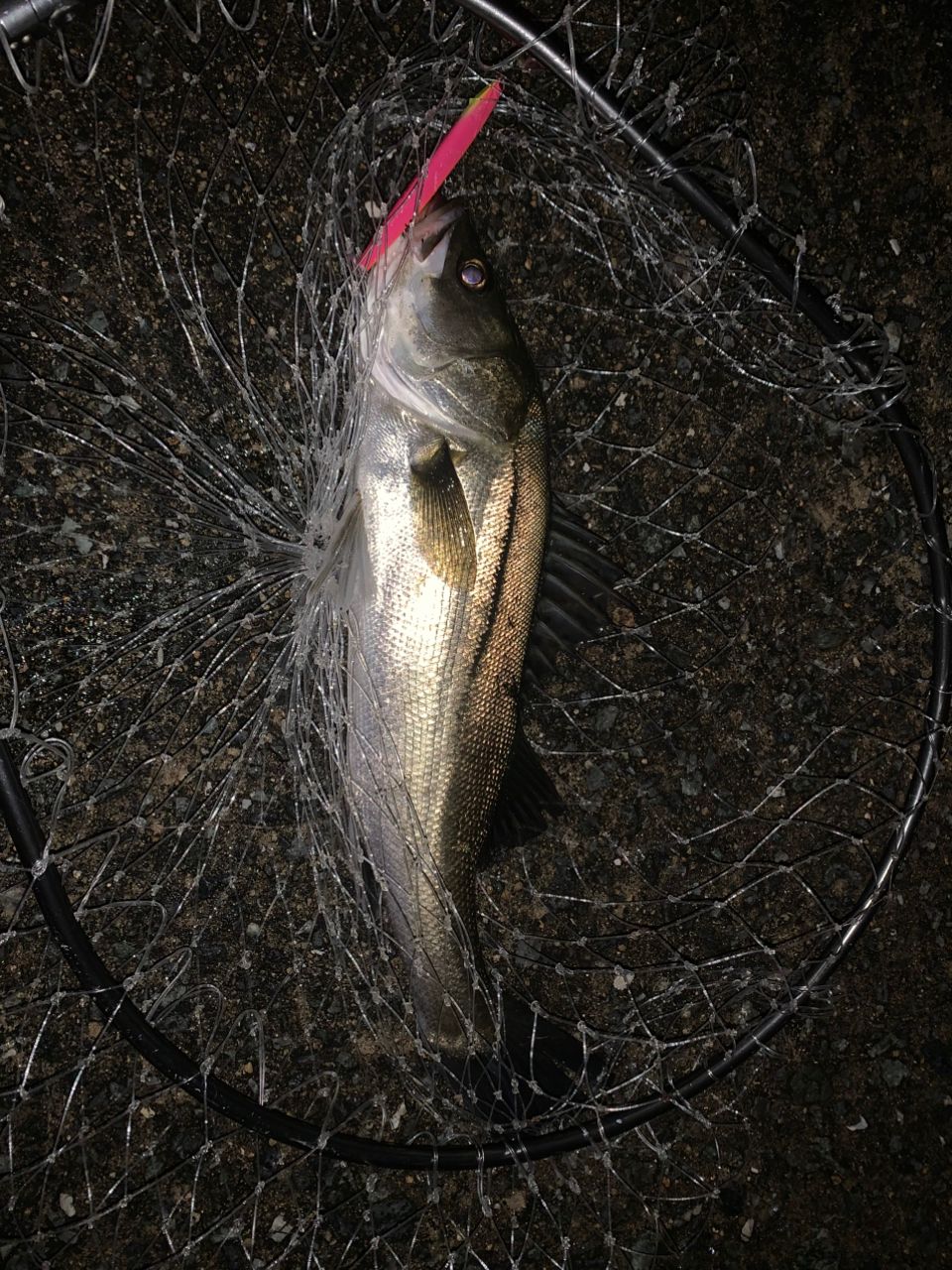 セイゴ（マルスズキ）の釣果写真