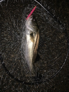 セイゴ（マルスズキ）の釣果