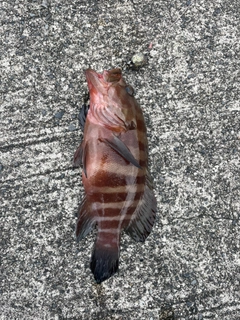 ヤミハタの釣果