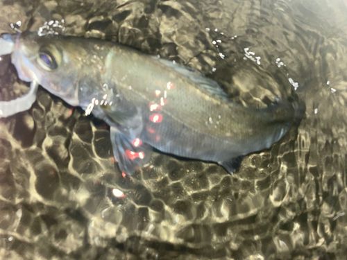 セイゴ（ヒラスズキ）の釣果