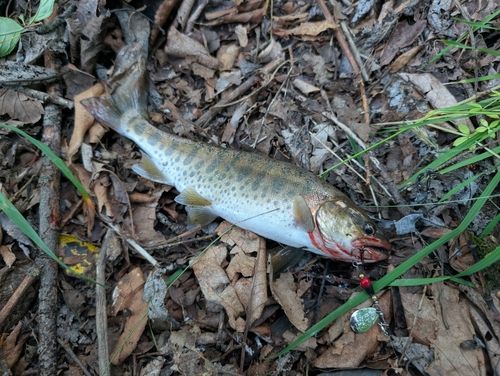 ヤマメの釣果