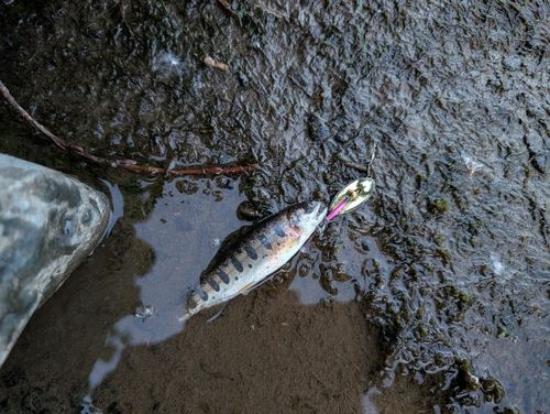 ヤマメの釣果