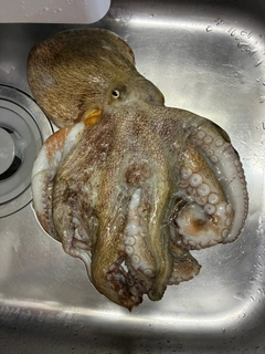 マダコの釣果