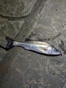 セイゴ（マルスズキ）の釣果