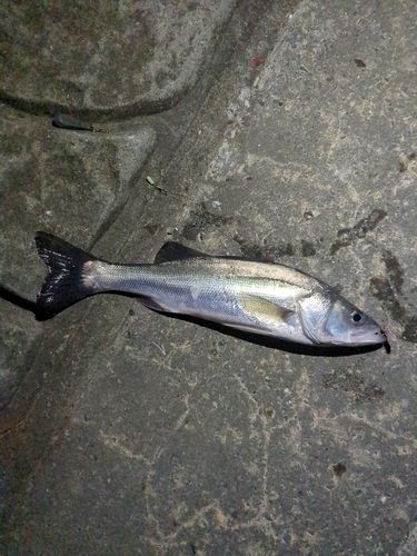 フッコ（マルスズキ）の釣果