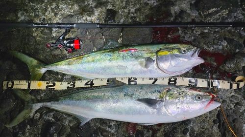 ブリの釣果