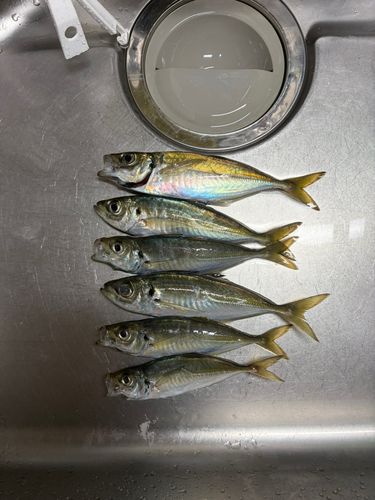 アジの釣果