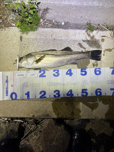 シーバスの釣果