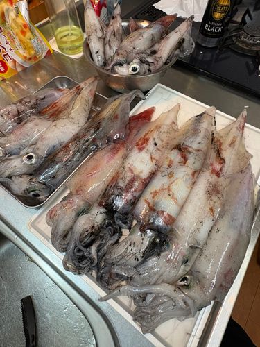 ケンサキイカの釣果