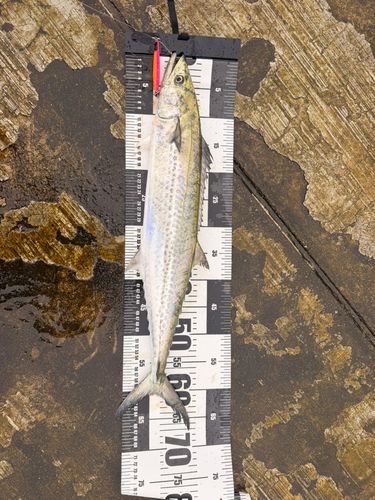 サゴシの釣果