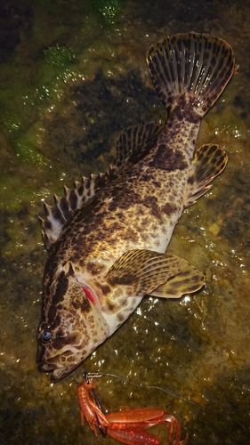タケノコメバルの釣果