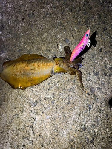 アオリイカの釣果
