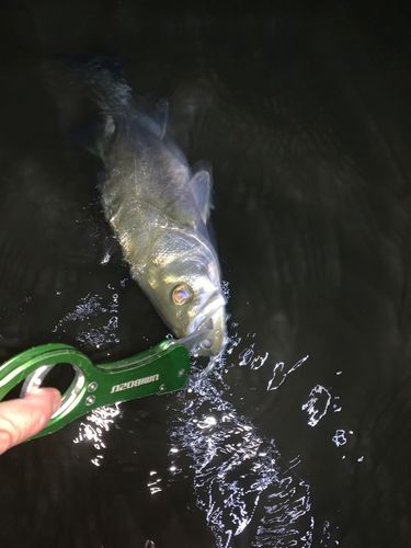 スズキの釣果