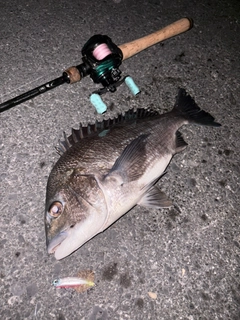 クロダイの釣果