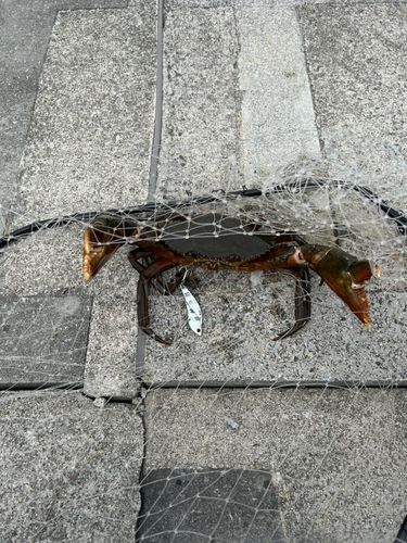 釣果