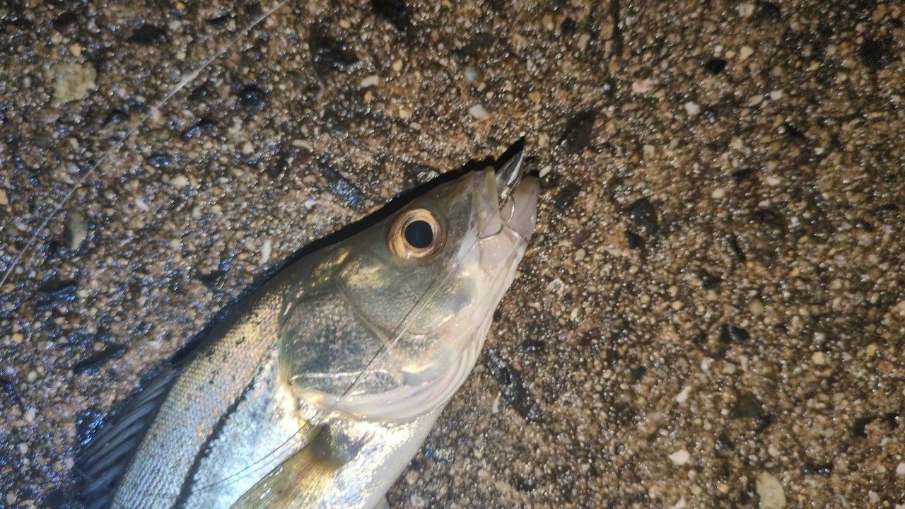 セイゴ（マルスズキ）の釣果写真