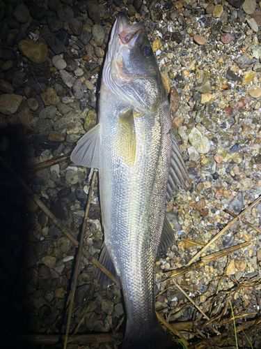フッコ（マルスズキ）の釣果