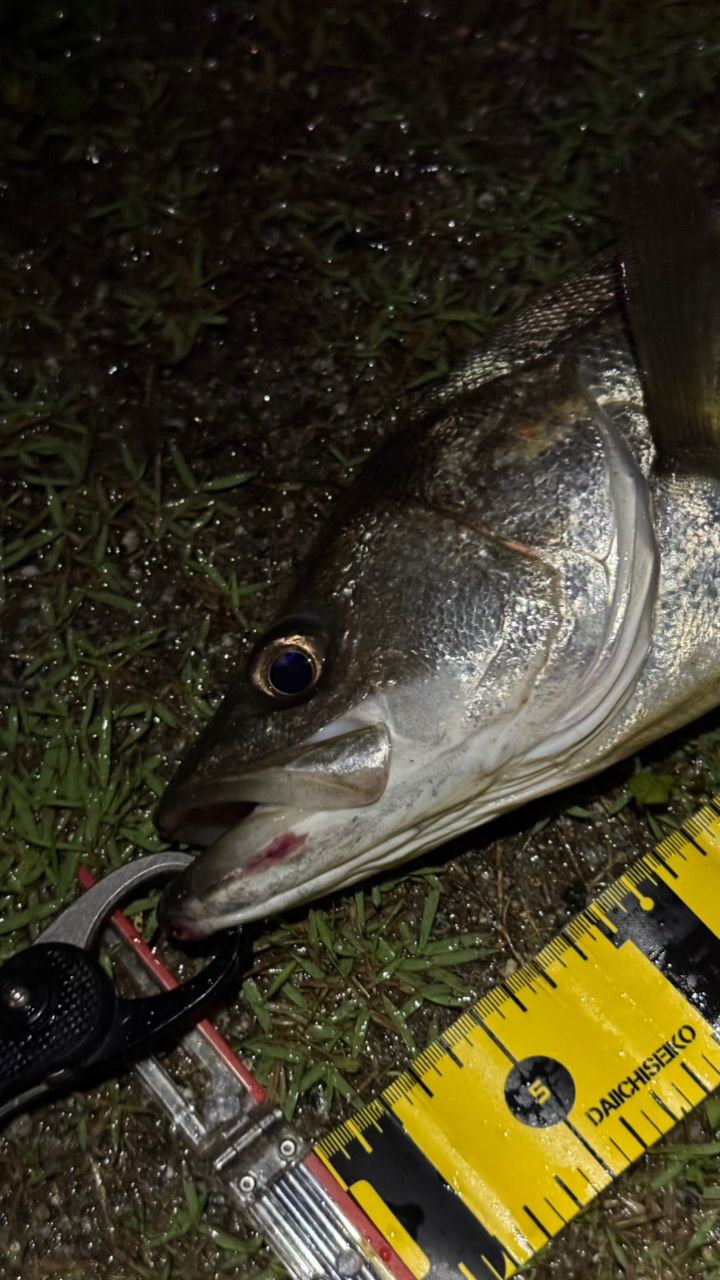 シーバスの釣果写真