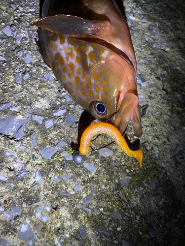 キジハタの釣果