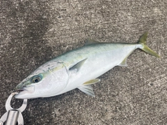 イナダの釣果