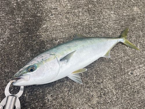 イナダの釣果