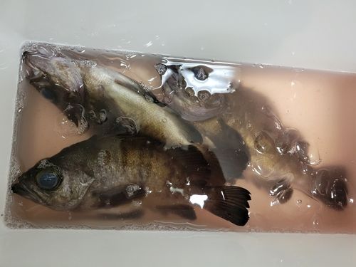 メバルの釣果