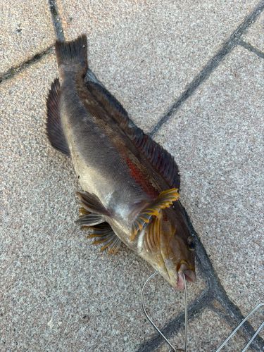 アイナメの釣果