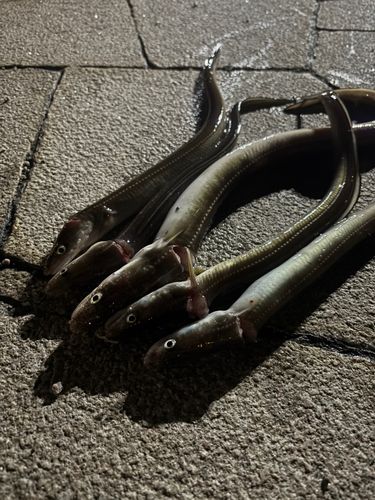 マアナゴの釣果