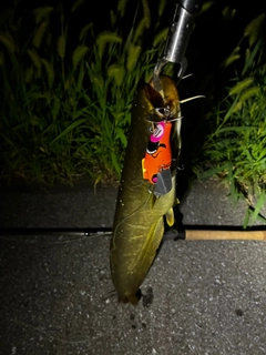 ナマズの釣果