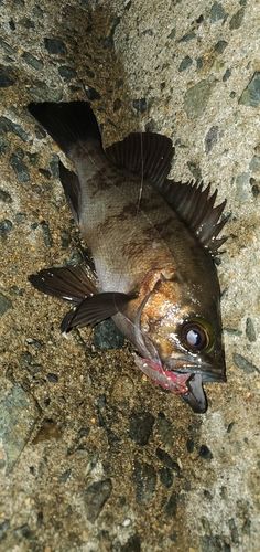 メバルの釣果