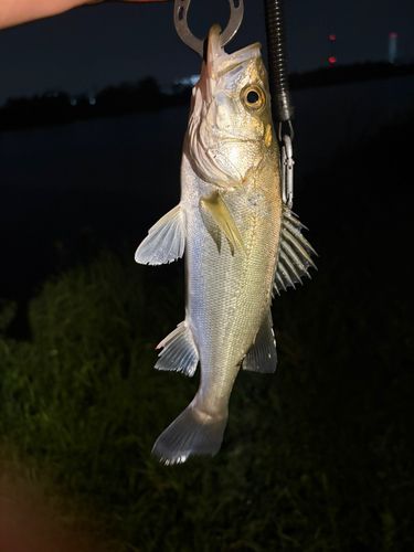 セイゴ（ヒラスズキ）の釣果