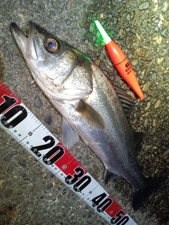 フッコ（マルスズキ）の釣果