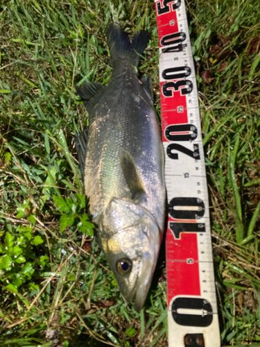 フッコ（マルスズキ）の釣果