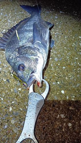 チヌの釣果