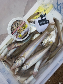 シロギスの釣果
