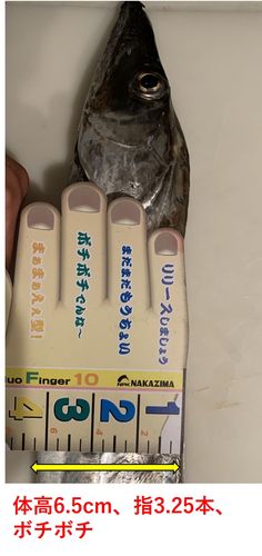 タチウオの釣果
