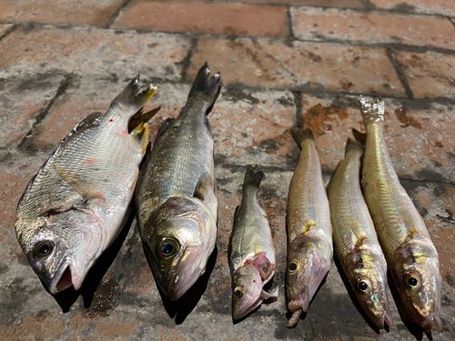 キスの釣果