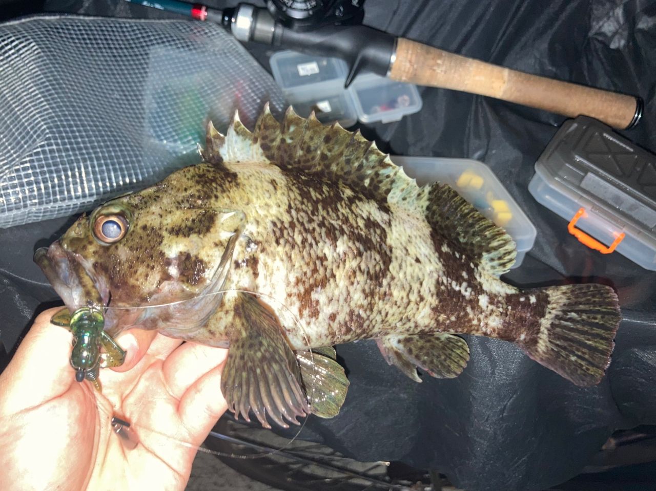 AbuGarcia ズームサファリ ZMSC-565Lの最安値・インプレ・釣果 | 本音