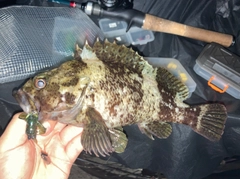 ムラソイの釣果