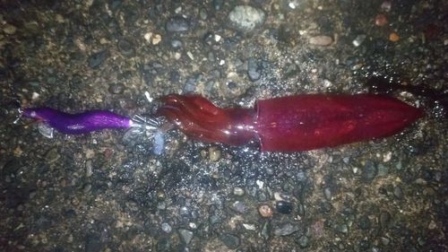 ケンサキイカの釣果