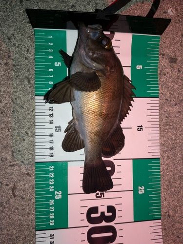 メバルの釣果