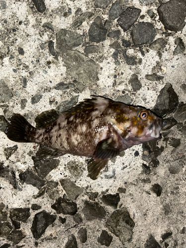 ソイの釣果