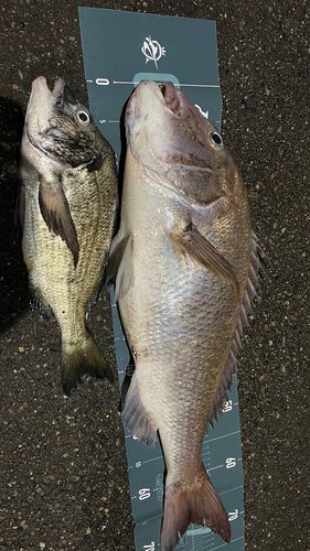 マダイの釣果