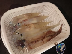 イカの釣果