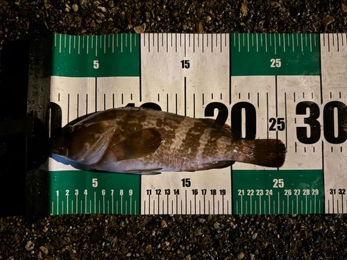 キジハタの釣果