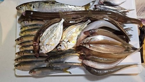 キスの釣果