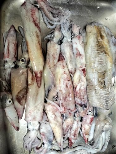 ケンサキイカの釣果